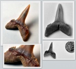 Боковой зуб акулы вида Hispidaspis lasuri
