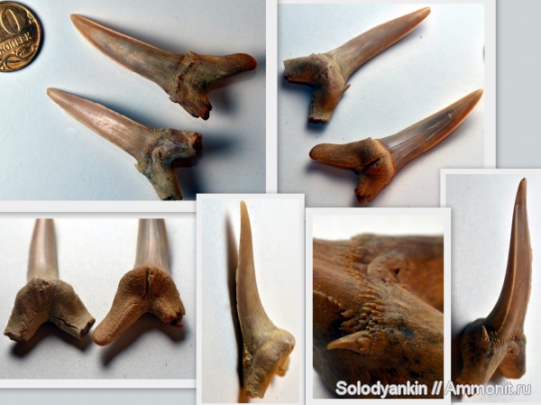 зубы, хрящевые рыбы, акулы, альб, Chondrichthyes, Elasmobranchii, Lamniformes, Odontaspididae, Hispidaspis lasuri, Hispidaspis, альбский ярус, Albian, teeth, sharks