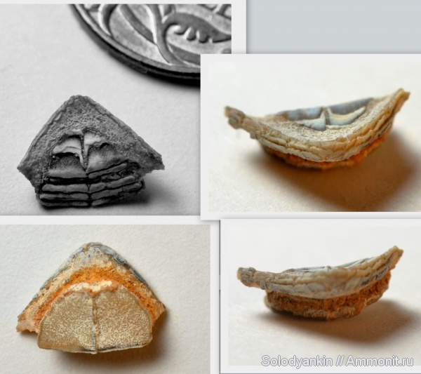 рыбы, зубы, эоцен, бартон, fish, teeth, Diodontidae