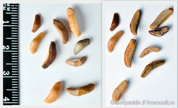 зубы, хрящевые рыбы, акулы, альб, Chondrichthyes, Elasmobranchii, альбский ярус, Heterodontiformes, Heterodontidae, Heterodontus, Albian, teeth, sharks