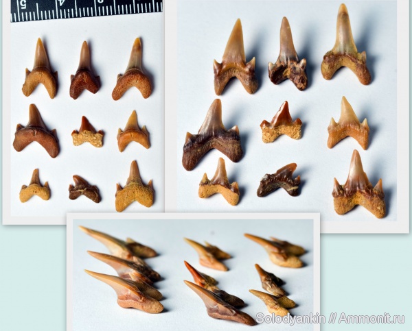 зубы, хрящевые рыбы, акулы, альб, Chondrichthyes, Elasmobranchii, Archaeolamna, альбский ярус, Albian, teeth, sharks