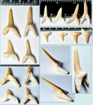 зубы акулы вида Striatolamia macrota