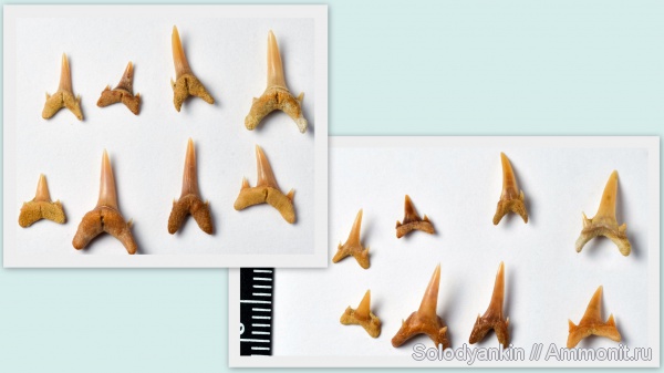 зубы, хрящевые рыбы, акулы, альб, Chondrichthyes, Elasmobranchii, Lamniformes, альбский ярус, Mitsukurinidae, Scapanorhynchus praeraphiodon, Scapanorhynchus, Albian, teeth, sharks