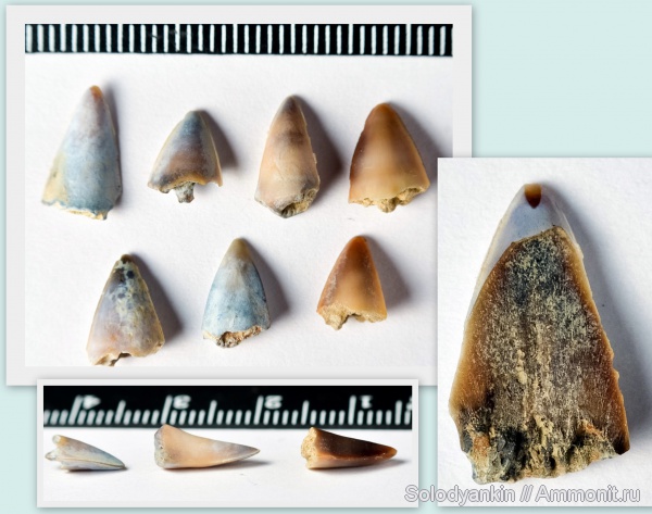 олигоцен, Мангышлак, рюпель, костистые рыбы, Sphyraenidae