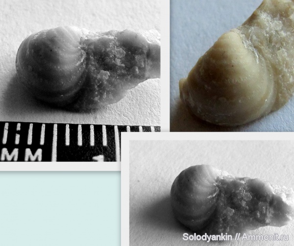 брахиоподы, карбон, Урал, р. Реж, Echinoconchus, Productida, серпуховский ярус, Articulata, rhynchonelliformea, Strophomenata