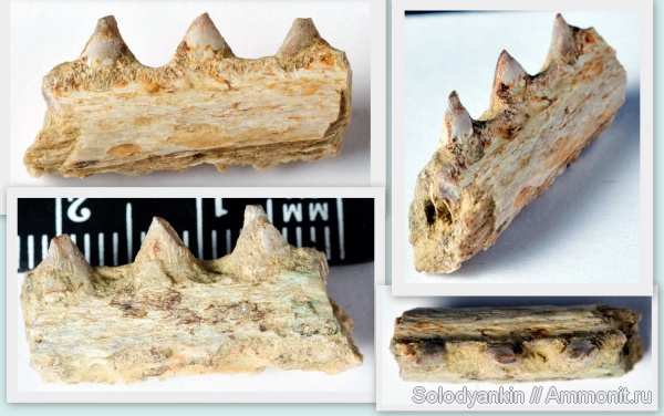 рыбы, зубы, эоцен, Казахстан, челюсти, бартон, fish, teeth