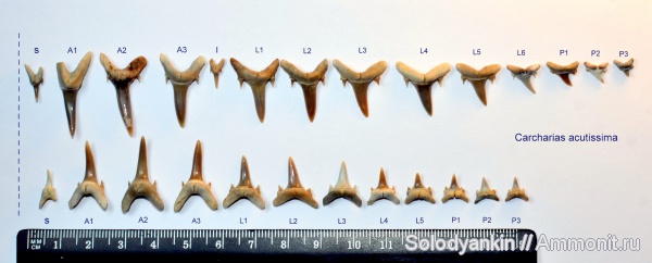 зубы, хрящевые рыбы, акулы, олигоцен, Chondrichthyes, Elasmobranchii, Lamniformes, Carcharias, Odontaspididae, рюпель, Synodontaspis, Synodontaspis dubia, Carcharias acutissima, зубной ряд, озубление, teeth, sharks
