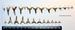 Озубление акулы Carcharias acutissima