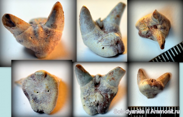 акулы, зубы акул, Chondrichthyes, Elasmobranchii, Orthacanthus, Xenacanthidae, Xenacanthiformes, shark teeth, sharks