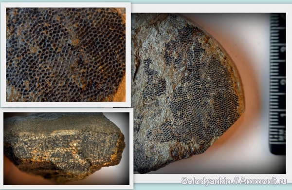 рыбы, франский ярус, fish