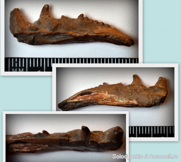 рыбы, зубы, Казахстан, сеноман, челюсти, Cenomanian, fish, teeth