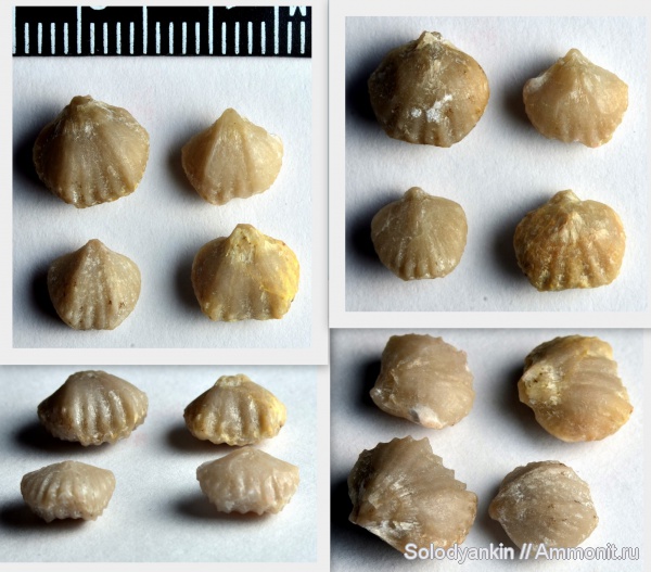 девон, Devonian, Урал, Rhynchonellida, франский ярус, Articulata, Покровское, бродовский горизонт, Fitzroyella, Uncinulidae, Rhynchonellata, rhynchonelliformea