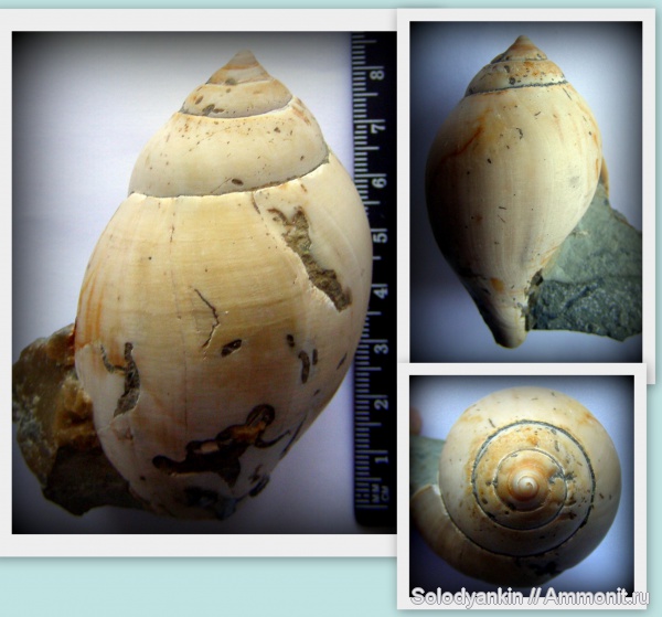 гастроподы, эоцен, Казахстан, Sycostoma, Приаралье, чеганская свита, Sycostoma bulbiformis