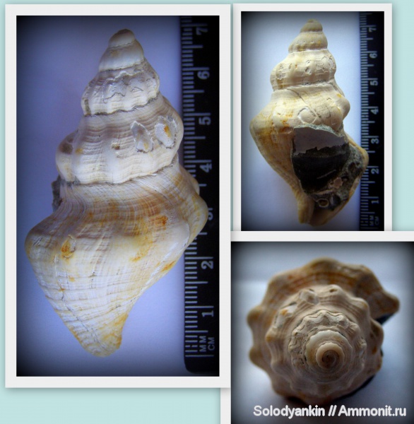 гастроподы, эоцен, Казахстан, Приаралье, чеганская свита, Euthriofusus auerbachi, Euthriofusus