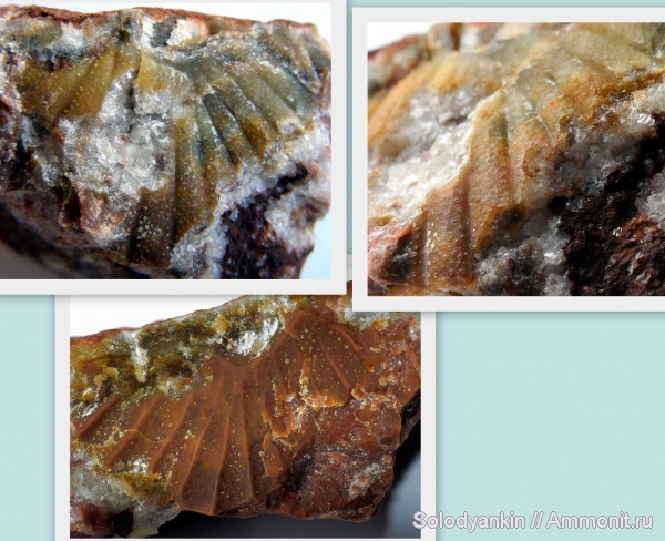 трилобиты, девон, Devonian, Урал, пигидий, франский ярус, Покровское, бродовский горизонт, Goldius, Scutelluidae