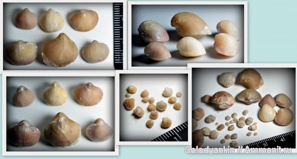 девон, Devonian, Урал, Spiriferida, франский ярус, Articulata, Покровское, Emanuella, бродовский горизонт, Rhynchonellata, rhynchonelliformea