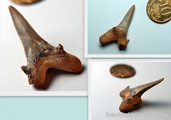 зубы, хрящевые рыбы, акулы, сеноман, Chondrichthyes, Elasmobranchii, Cretodus, Cretodus semiplicatus, Cretodontidae, Cenomanian, teeth, sharks