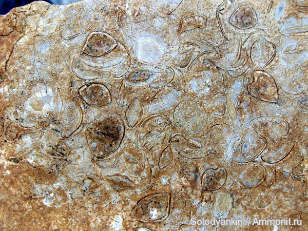 девон, Devonian, Урал, Spiriferida, франский ярус, Articulata, Покровское, Emanuella, бродовский горизонт, Rhynchonellata, rhynchonelliformea