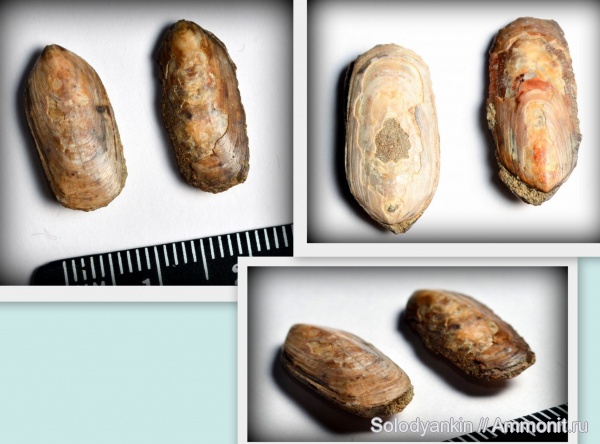 альб, Мангышлак, Lingula, Lingulida, inarticulata, Lingulata, Linguliformea, Albian