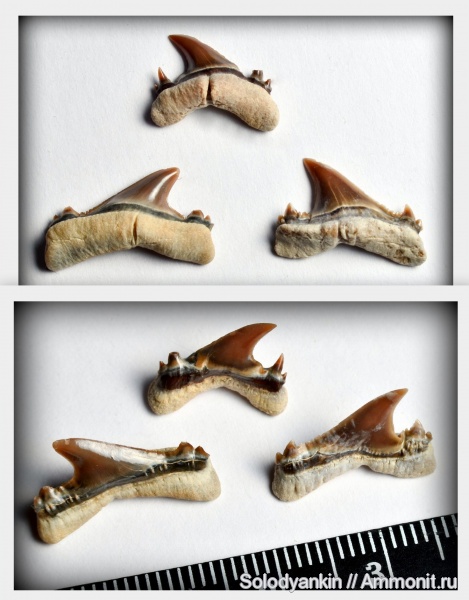 палеоген, хрящевые рыбы, акулы, Казахстан, зубы акул, Chondrichthyes, Мангышлак, Elasmobranchii, бартон, Jaekelotodus, Lamniformes, Jaekelodontidae, shark teeth, sharks