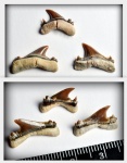 задние зубы акулы рода Jaekelotodus