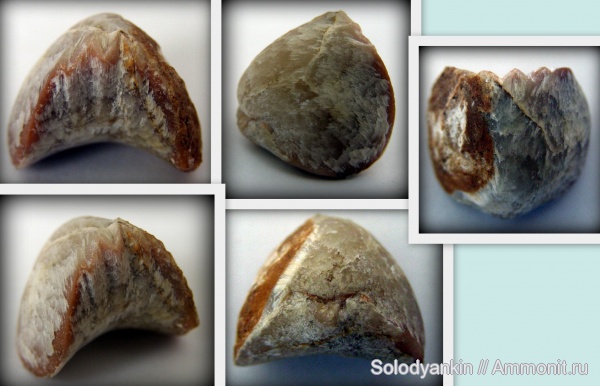 девон, Devonian, Урал, Rhynchonellida, Pugnax, франский ярус, Articulata, Покровское, бродовский горизонт, Rhynchonellata, rhynchonelliformea