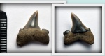 задний зуб акулы Striatolamia