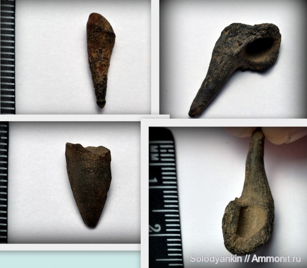 палеоген, эоцен, Свердловская область, Eutrichiurides, приабон, Западно-сибирское море