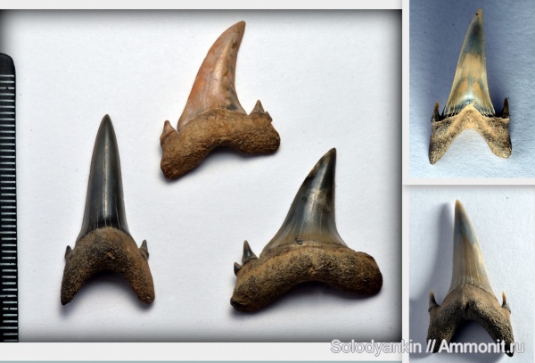 палеоген, хрящевые рыбы, эоцен, акулы, зубы акул, Chondrichthyes, Elasmobranchii, Jaekelotodus, Lamniformes, приабон, Западно-сибирское море, Jaekelodontidae, shark teeth, sharks