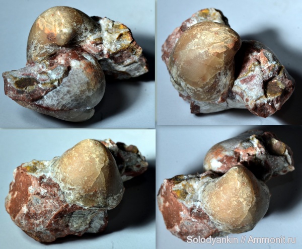 девон, Devonian, Урал, Pentamerida, франский ярус, Articulata, Gypidula, Покровское, бродовский горизонт