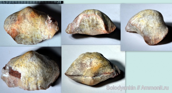 девон, Devonian, Урал, Rhynchonellida, франский ярус, Articulata, Покровское, бродовский горизонт, Rhynchonellata, rhynchonelliformea, Platyterorhynchus