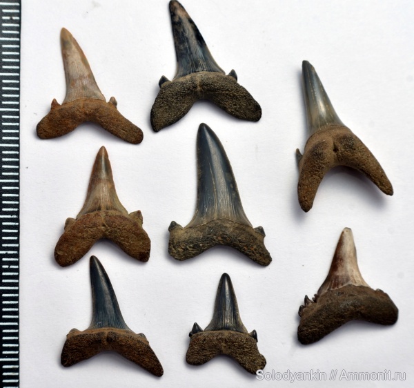 палеоген, эоцен, акулы, Свердловская область, зубы акул, Chondrichthyes, Elasmobranchii, Lamniformes, приабон, Западно-сибирское море, shark teeth, sharks