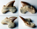 зуб акулы рода Parotodus