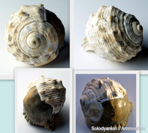 гастроподы, эоцен, Казахстан, Приаралье, чеганская свита, Cassidaria, Cassidaria depressa