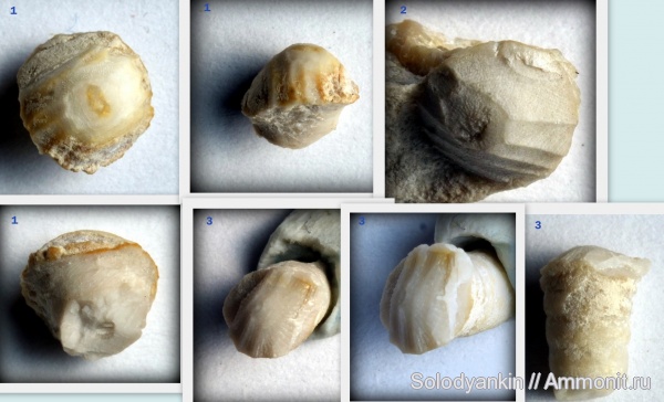 Урал, р. Реж, Арамашево, эмский ярус