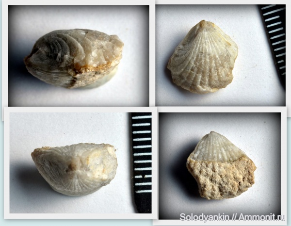 Урал, р. Реж, Арамашево, эмский ярус, Karpinskia, Stenorhynchia pseudolivonica, Stenorhynchia