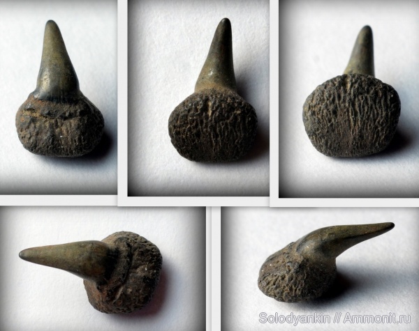 палеоген, эоцен, Урал, Hexanchiformes, приабон, Западно-сибирское море, симфизные зубы