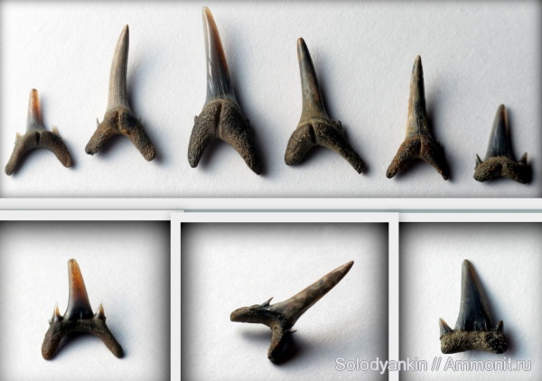 палеоген, эоцен, акулы, Свердловская область, зубы акул, Chondrichthyes, Elasmobranchii, Odontaspis, Lamniformes, приабон, Odontaspididae, Западно-сибирское море, shark teeth, sharks