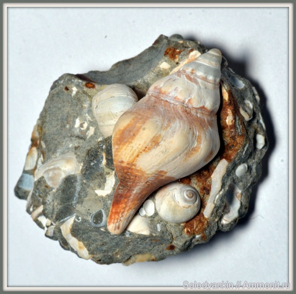 гастроподы, эоцен, Казахстан, Приаралье, чеганская свита, Pisanella bettina, Pisanella