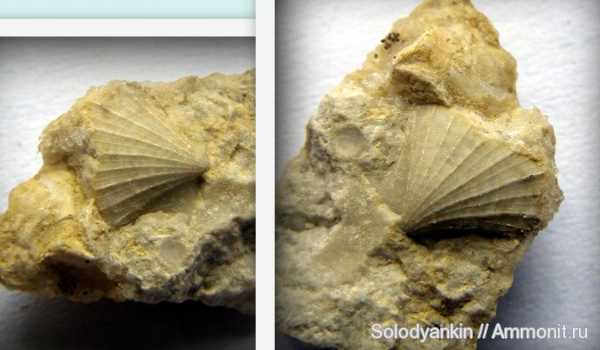 моллюски, карбон, двустворки, Урал, гребешки, Aviculopecten, башкирский ярус, Aviculopectinidae, Pectinida