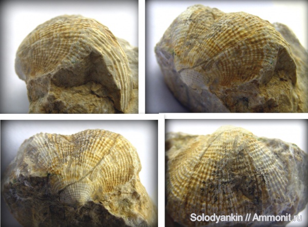 Урал, Productida, Reticulatia, Articulata, rhynchonelliformea, Strophomenata