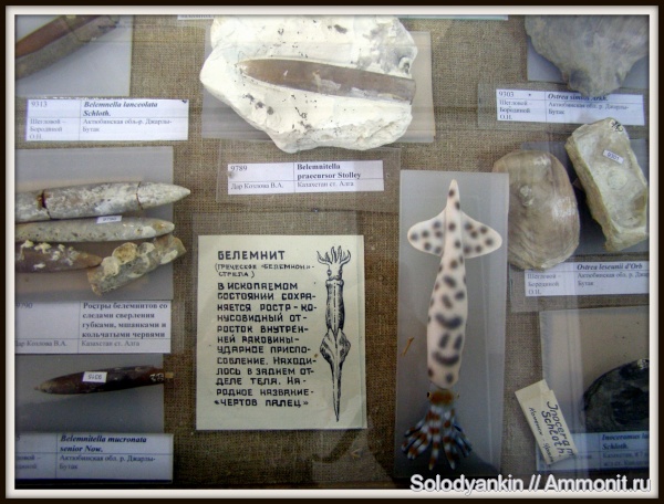 белемниты, музеи, belemnites