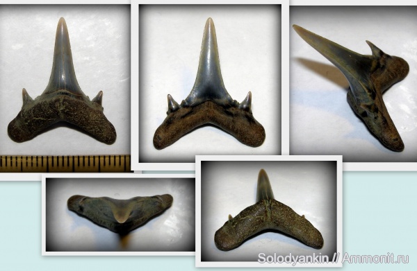 палеоген, эоцен, акулы, Свердловская область, зубы акул, Chondrichthyes, Elasmobranchii, Mennerotodus, Lamniformes, приабон, Западно-сибирское море, Jaekelodontidae, shark teeth, sharks