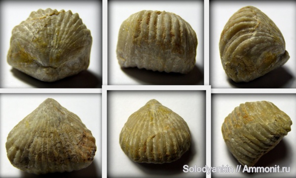 карбон, Урал, р. Реж, brachiopoda, Productida, Rhynchopora, серпуховский ярус, Articulata, rhynchonelliformea, Strophomenata