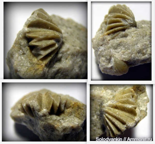 карбон, Урал, р. Реж, brachiopoda, Productida, Spiriferinida, серпуховский ярус, Articulata, Spiriferellina, rhynchonelliformea, Strophomenata