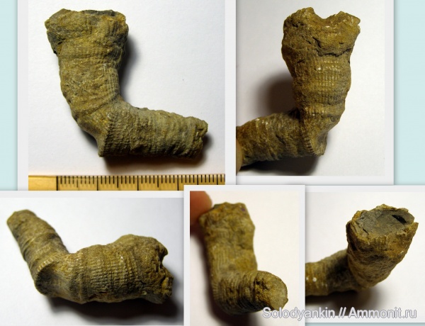 Урал, ругозы