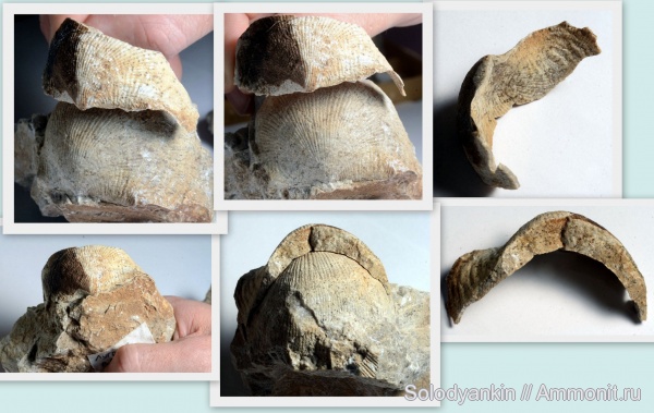 карбон, Урал, р. Реж, Productida, серпуховский ярус, Latiproductus