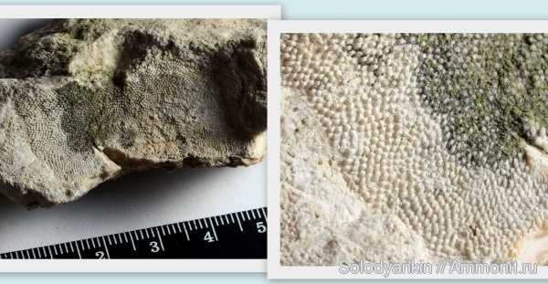 карбон, Урал, р. Реж, серпуховский ярус, исетская свита