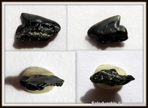 палеоген, акулы, зубы акул, squalus, Chondrichthyes, Elasmobranchii, Зауралье, Западно-сибирское море, танет, Squalus minor, shark teeth, sharks палеоген, акулы, зубы акул, squalus, Chondrichthyes, Elasmobranchii, Зауралье, Западно-сибирское море, танет, Squalus minor, shark teeth, sharks