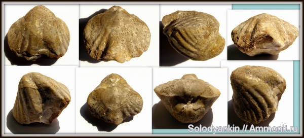 карбон, Урал, р. Реж, brachiopoda, серпуховский ярус, Articulata, rhynchonelliformea, Strophomenata, Brachythyris, исетская свита